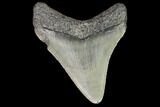 Juvenile Megalodon Tooth - Georgia #101402-1